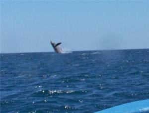 whale-breaching, San Juan del Sur Nicaragua, Shuttle Services, Shuttle to Managua
